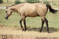 Hancocks Blu Drifter's 2020 Buckskin Colt
